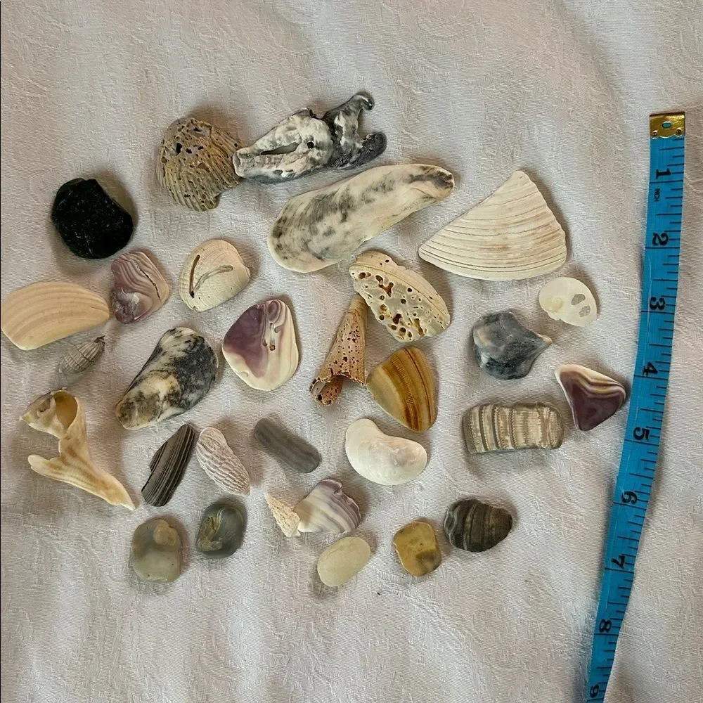 Bundle of Small Sea Shells From Bahamas and Florida
